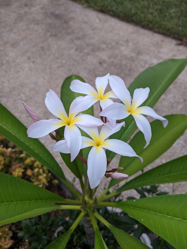 A cluster of white Plumeria blooms with yellow centers and pink blush, on a mature plant