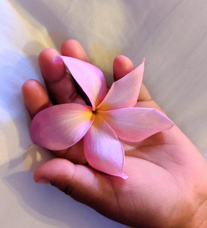 A vivid pink Plumeria bloom held in hand