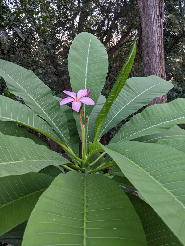 A single pink Plumeria bloom at the center of a large, mature plant with broad green leaves