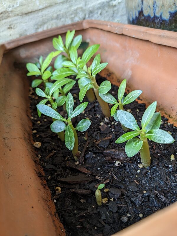 Desert Rose and Plumeria cuttings propagating in small pots