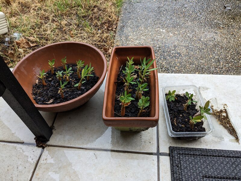 Several potted Desert Rose and Plumeria plants