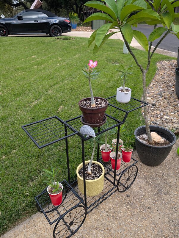 A multi-tier plant cart holding several Desert Rose plants at different sizes, including a blooming one, seedlings in cups, and a mature potted Plumeria tree, on the driveway