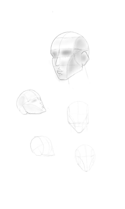Digital head and skull construction studies exploring different angles
