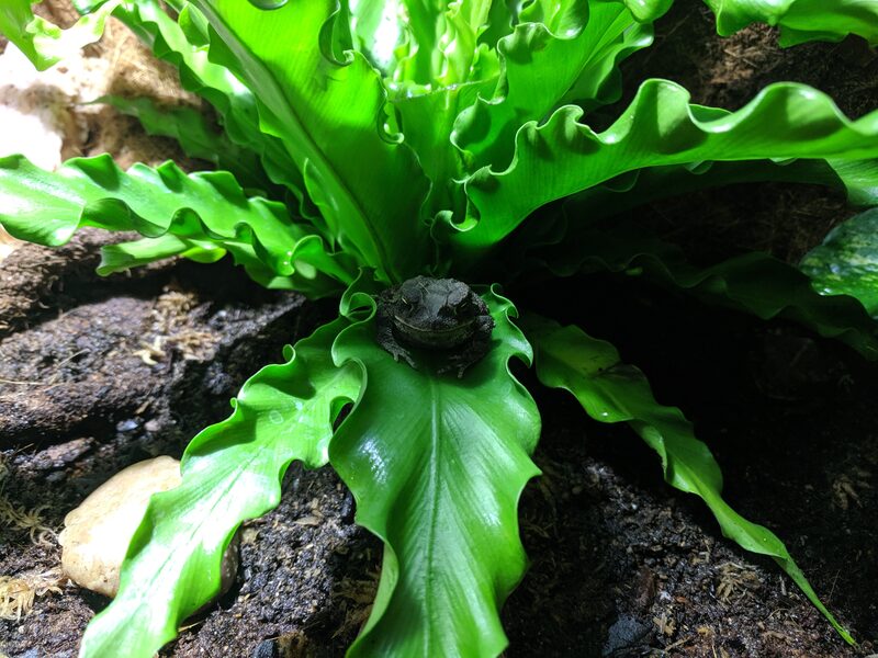 One of the rescued Texas toads sitting on a bird's nest fern inside the newly planted paludarium