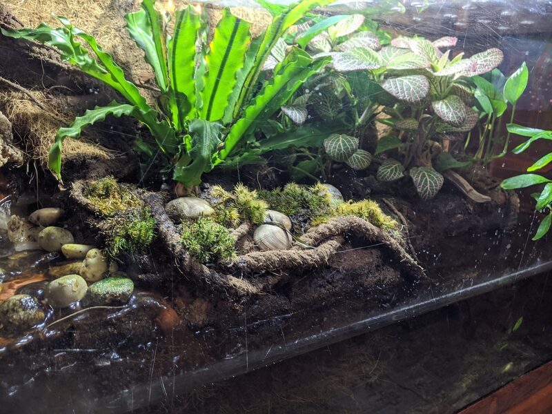 The finished, mature paludarium - lush ferns and fittonia, moss over river stones, and a standing pool of water at the bottom